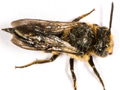 Coelioxys inermis